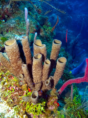 Stove Pipe Sponges - Bonaire, Caribbean Netherlands