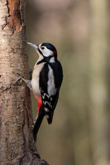 great spotted Woodpecker Dendrocopos major climbing on tree trunk