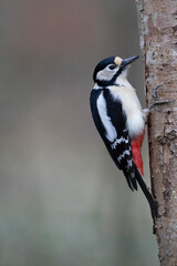 great spotted Woodpecker Dendrocopos major climbing on tree trunk