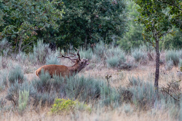 Male red deer bellowing in a forest clearing. Cervus elaphus.