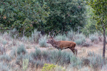 Male of common or European deer with large antlers in the bush. Cervus elaphus.