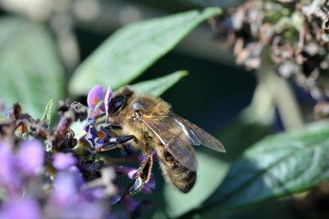 Abeille butinant une fleur en gros plan