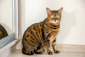 Portrait of a sitting purebred bengal cat on a white background. Selective focus