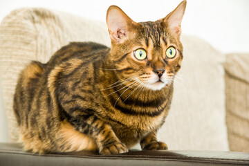 Portrait of a purebred bengal cat. Selective focus