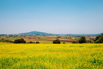 Oreum volcanic cone and yellow rape flower field, Jeju Olle Trail in Jeju island, Korea