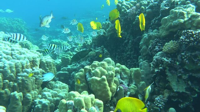 Masked butterflyfish. Fish - a type of bone fish Osteichthyes. Butterfly fish Chaetodontidae. Masked butterfly fish.