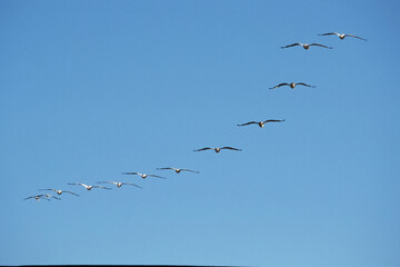 Oiseau vol en formation dans le ciel bleu