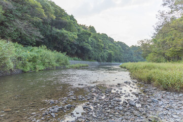 巾着田を流れる高麗川