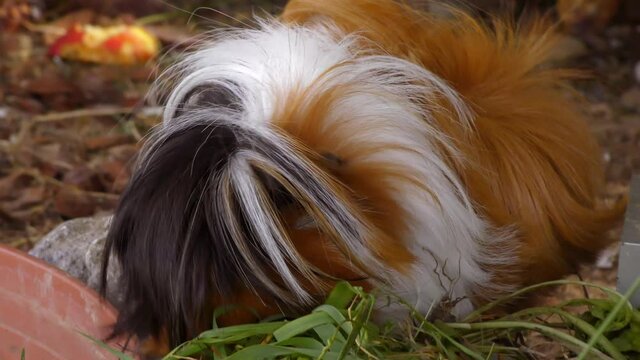 Meerschweinchen - Angora Rosette