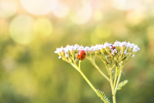 A red ladybug sits on a flower. Bokeh and blurry background, curly plan, lots of free space. Soft selective selective focus