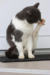 The cat licks its paw.