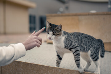 Naklejka premium cat reaches for the hand of man, people and animals