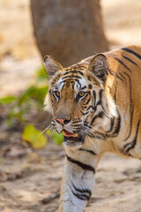 A Bengal Tiger walking through the jungle to a waterhole in Bandhavgarh, India