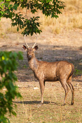 Male Sambar Deer walking around looking for females in the forest of Tadoba National Park, India