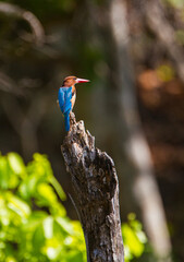 White-throated Kingfisher sitting on a stump over a pond in Bandhavgarh, India