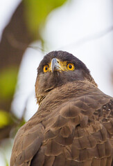 Crested Serpent Eagle sitting on a branch waiting for prey in Bandhavgarh, India