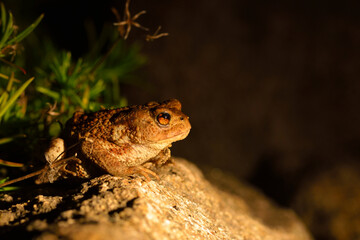 Junge Erdkröte in der Nacht