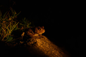Junge Erdkröte in der Nacht