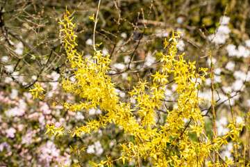 Border forsythia