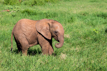 Naklejka na ściany i meble A young elephant walking in the bush. Taken in Kenya