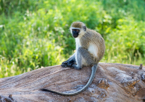 A Vervet monkey sitting in a tree. Taken in Kenya
