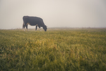 a cow grazing in a meadow in the fog