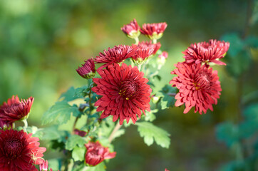 A beautiful red asters are blooming