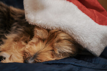 Small cute Yorkshire terrier in Santa Claus red and white hat sleeps on a blue cloth. Busy Christmas season concept. Funny dressed dog. Selective focus.