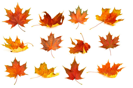 Autumn leaves isolate background. Red and yellow maple leaves in autumn on a blank white background.