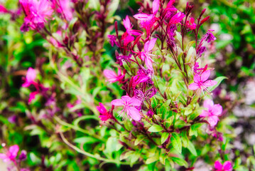 フラワーパークで咲いていた、ピンク色の小花