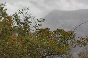 mountain berries on the bush