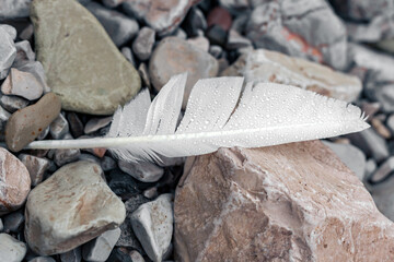 the white feather of the bird lies on the stones