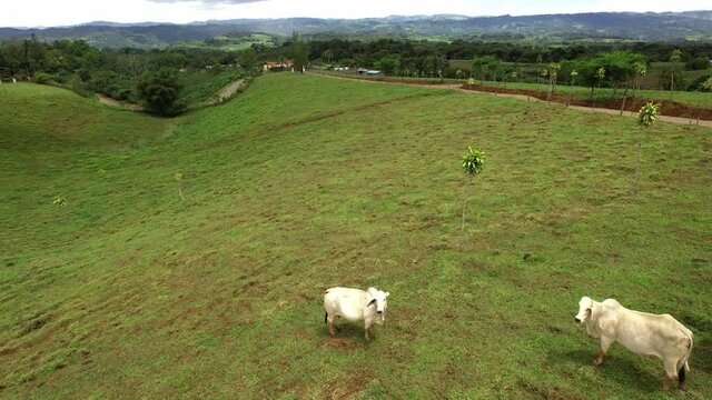 Vacas blancas en el potrero
