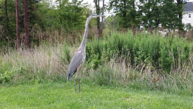 Blue Heron Egret Bird out in nature