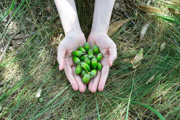 Naklejka na ściany i meble Green acorns in female hands on a background of grass. Bunch of acorns