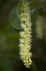 Flowering Phytolacca dioica common name  ombu, natural macro floral background