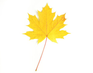 Lonely yellow maple leaf. Autumn leaf isolated on white background. Top view, flat lay. Copy space for text.