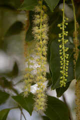 Flowering Phytolacca dioica common name  ombu, natural macro floral background