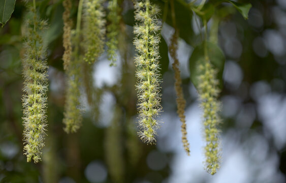 Flowering Phytolacca dioica common name  ombu, natural macro floral background