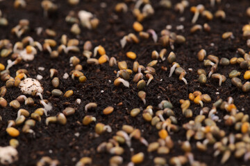 small seeds of rocket salad germinating and sprouting in compost