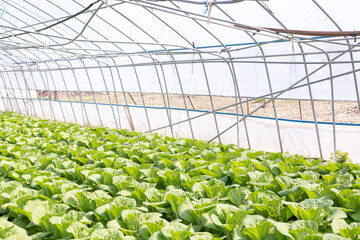 Green fresh organic salad growing in the greenhouse