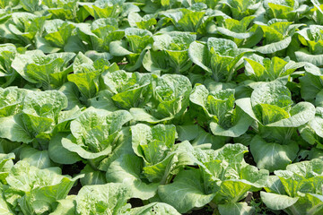 Naklejka premium Green fresh organic salad growing in the greenhouse