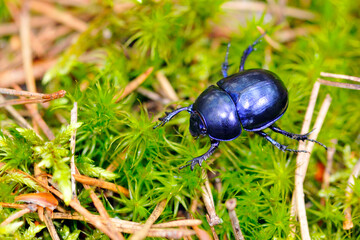 Waldmistkäfer (Anoplotrupes stercorosus)