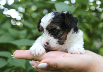 Biewer Terrier щенок на руках .
