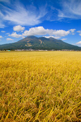 稲穂と磐梯山（福島県・猪苗代町）