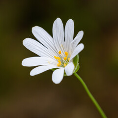 detail white flower of greater stitchwort, greater starwort, or addersmeat (Rabelera holostea or Stellaria holostea)