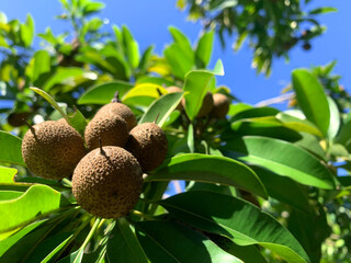 Sapodilla fruit on a tree with green leaves on a blue cloud background