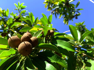 Sapodilla fruit on a tree with green leaves on a blue cloud background