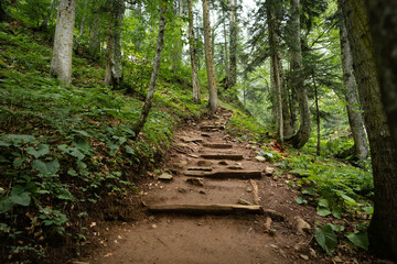 Scenic path with wooden stairs in green forest