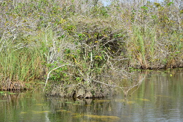Sumpf Landschaft im Everglades National Park, Florida